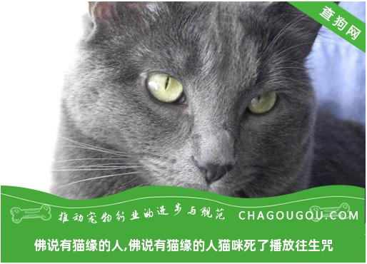 佛说有猫缘的人,佛说有猫缘的人猫咪死了播放往生咒