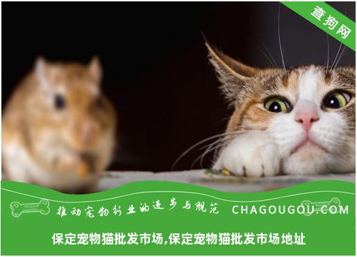 保定宠物猫批发市场,保定宠物猫批发市场地址