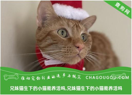 兄妹猫生下的小猫能养活吗,兄妹猫生下的小猫能养活吗