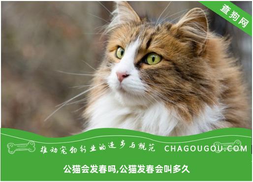 公猫会发春吗,公猫发春会叫多久