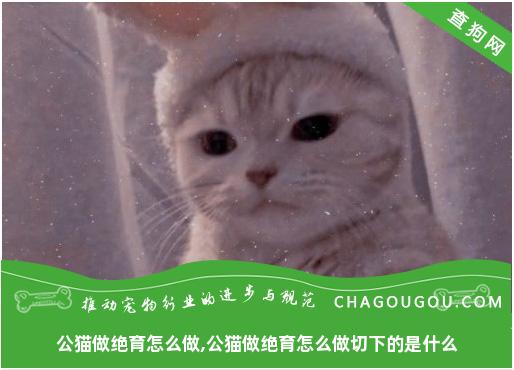 公猫做绝育怎么做,公猫做绝育怎么做切下的是什么