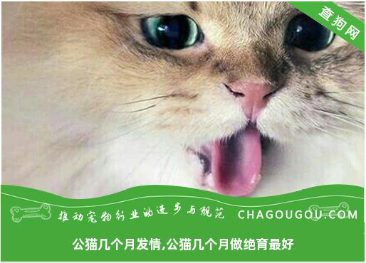 公猫几个月发情,公猫几个月做绝育最好