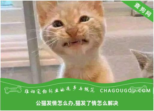 公猫发情怎么办,猫发了情怎么解决