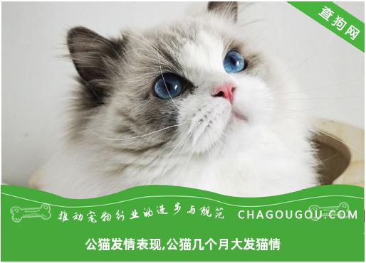 公猫发情表现,公猫几个月大发猫情