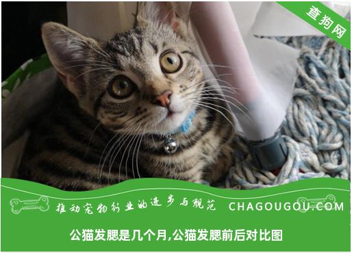 公猫发腮是几个月,公猫发腮前后对比图