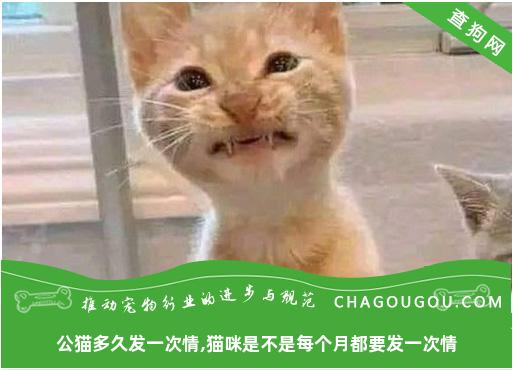 公猫多久发一次情,猫咪是不是每个月都要发一次情