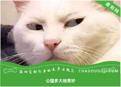 公猫多大绝育好