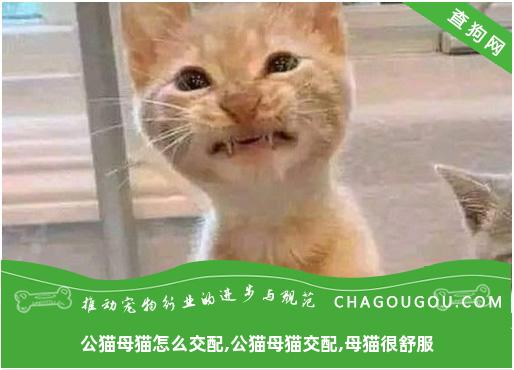 公猫母猫怎么交配,公猫母猫交配,母猫很舒服