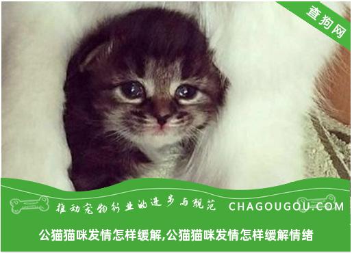 公猫猫咪发情怎样缓解,公猫猫咪发情怎样缓解情绪