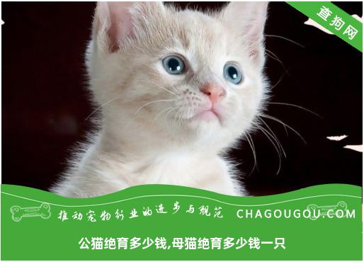 公猫绝育多少钱,母猫绝育多少钱一只