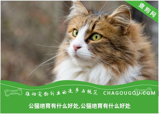 公猫绝育有什么好处,公猫绝育有什么好处