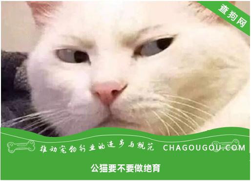 公猫要不要做绝育