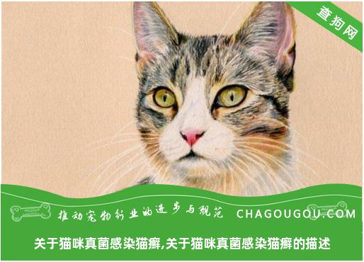 关于猫咪真菌感染猫癣,关于猫咪真菌感染猫癣的描述