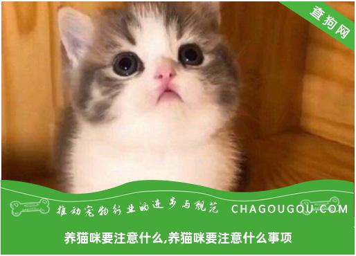 养猫咪要注意什么,养猫咪要注意什么事项