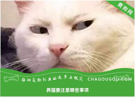 养猫要注意哪些事项