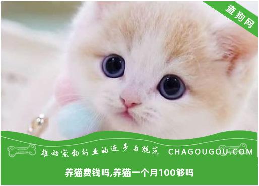 养猫费钱吗,养猫一个月100够吗