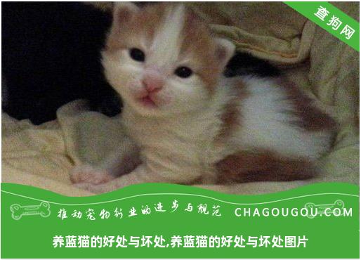 养蓝猫的好处与坏处,养蓝猫的好处与坏处图片