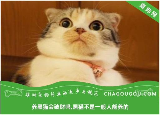 养黑猫会破财吗,黑猫不是一般人能养的