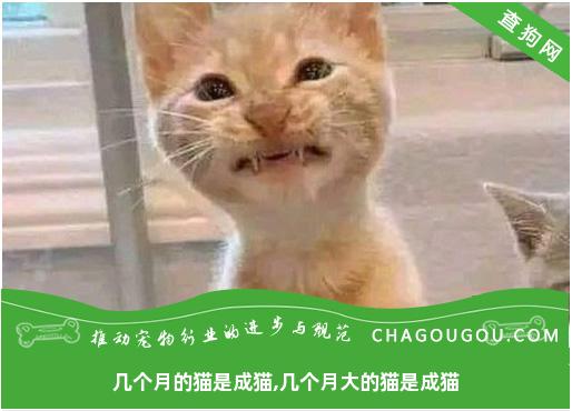 几个月的猫是成猫,几个月大的猫是成猫