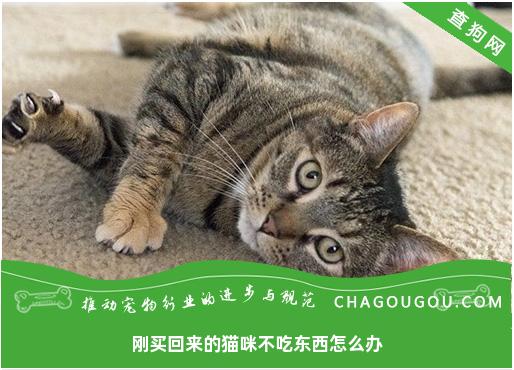 刚买回来的猫咪不吃东西怎么办