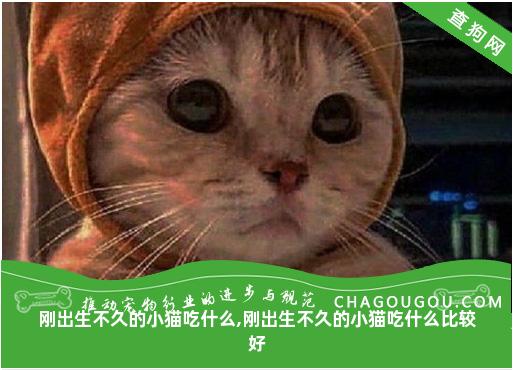 刚出生不久的小猫吃什么,刚出生不久的小猫吃什么比较好