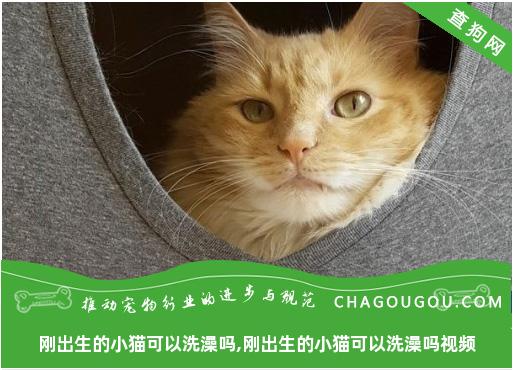 刚出生的小猫可以洗澡吗,刚出生的小猫可以洗澡吗视频