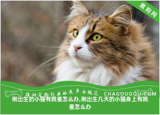 刚出生的小猫有跳蚤怎么办,刚出生几天的小猫身上有跳蚤怎么办