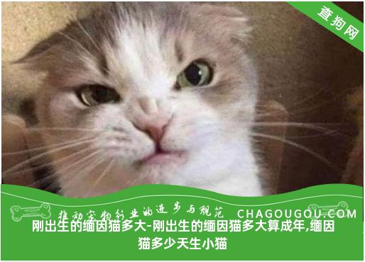 刚出生的缅因猫多大-刚出生的缅因猫多大算成年,缅因猫多少天生小猫