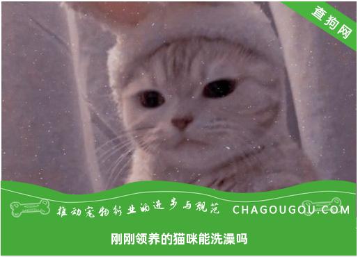 刚刚领养的猫咪能洗澡吗