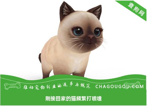 刚接回家的猫频繁打喷嚏