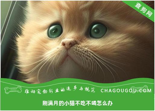 刚满月的小猫不吃不喝怎么办