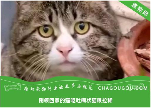 刚领回家的猫呕吐糊状猫粮拉稀