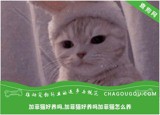 加菲猫好养吗,加菲猫好养吗加菲猫怎么养