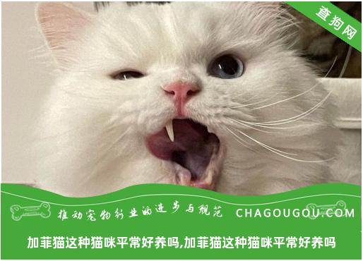 加菲猫这种猫咪平常好养吗,加菲猫这种猫咪平常好养吗