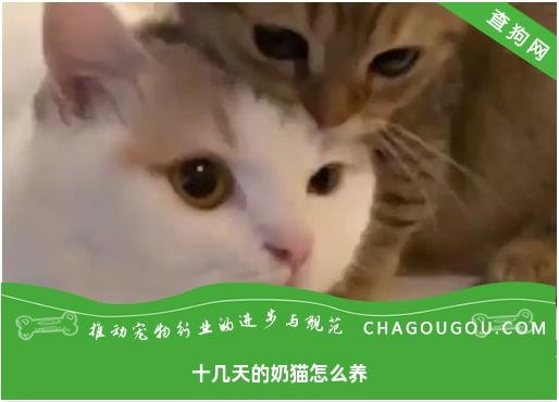 十几天的奶猫怎么养