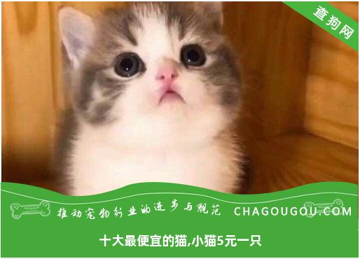 十大最便宜的猫,小猫5元一只