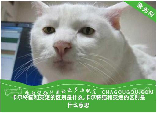 卡尔特猫和英短的区别是什么,卡尔特猫和英短的区别是什么意思