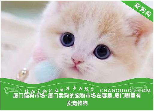 厦门猫狗市场-厦门卖狗的宠物市场在哪里,厦门哪里有卖宠物狗