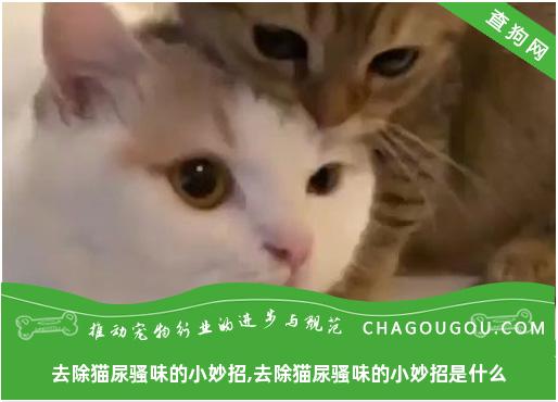 去除猫尿骚味的小妙招,去除猫尿骚味的小妙招是什么