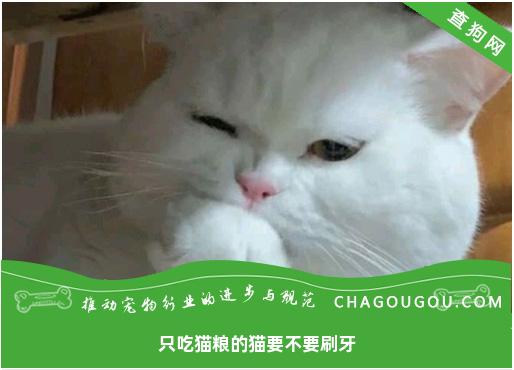 只吃猫粮的猫要不要刷牙