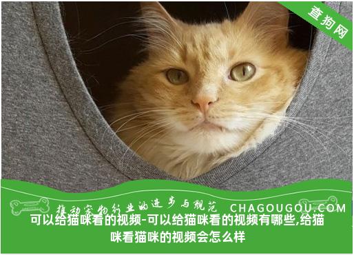 可以给猫咪看的视频-可以给猫咪看的视频有哪些,给猫咪看猫咪的视频会怎么样