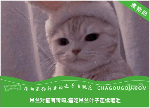 吊兰对猫有毒吗,猫吃吊兰叶子连续呕吐