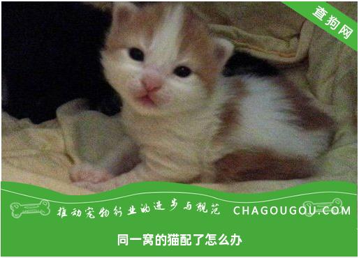 同一窝的猫配了怎么办