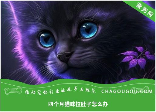 四个月猫咪拉肚子怎么办