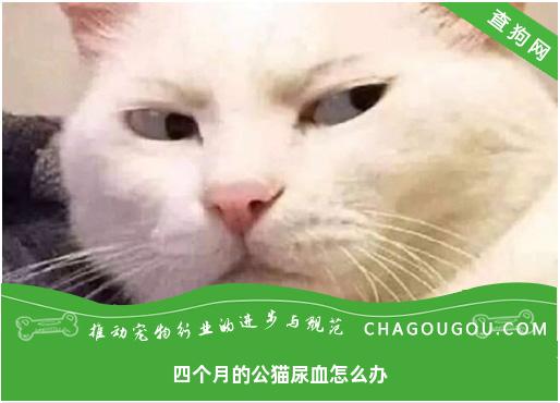 四个月的公猫尿血怎么办