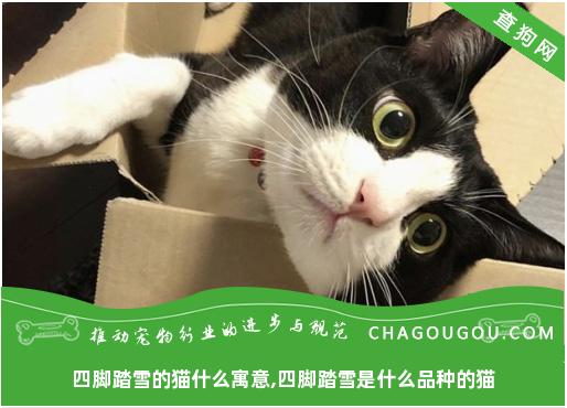 四脚踏雪的猫什么寓意,四脚踏雪是什么品种的猫