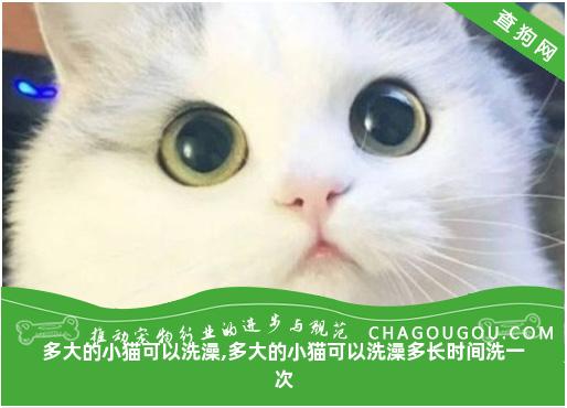 多大的小猫可以洗澡,多大的小猫可以洗澡多长时间洗一次