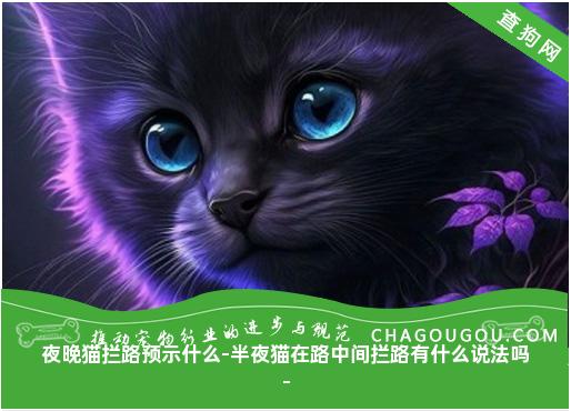 夜晚猫拦路预示什么-半夜猫在路中间拦路有什么说法吗-