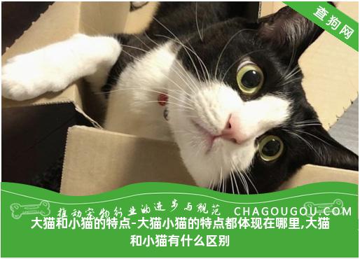 大猫和小猫的特点-大猫小猫的特点都体现在哪里,大猫和小猫有什么区别