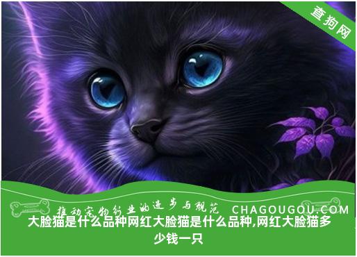 大脸猫是什么品种网红大脸猫是什么品种,网红大脸猫多少钱一只